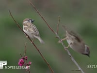 スズメ　梅の木にとまる 