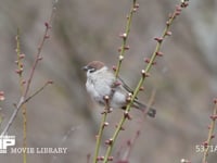 スズメ　梅の木にとまる 