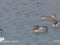 コガモ雄と雌 