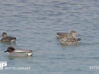 コガモ雄　求愛ディスプレイ 水はね鳴き