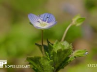 オオイヌノフグリ　花と蕾 