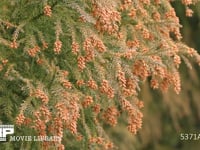 花粉を飛ばすスギ 0.4倍速