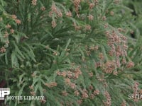 花粉を飛ばすスギ 