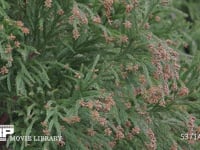 花粉を飛ばすスギ 