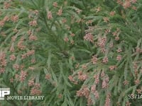 花粉を飛ばすスギ 