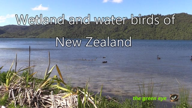Wetland and water birds of New Zealand - A journey to see some of New Zealand's endemic birds (part 2)
