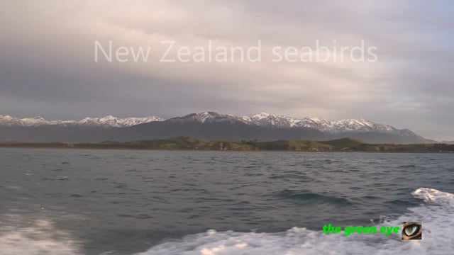 Seabirds of New Zealand - some encounters with a diverse fauna, (Birds of New Zealand Part 3).