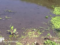 シオカラトンボ　交尾ペアーの着地 水辺のテリトリー飛行