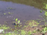 シオカラトンボ　♂ 水辺をテリトリー飛行