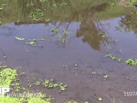 シオカラトンボ　♂ 水辺をテリトリー飛行