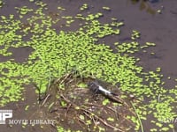 シオカラトンボ　♂ 休んだ後テリトリー飛行に飛びたつ