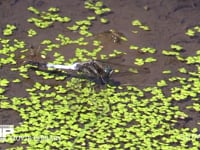 シオカラトンボ　♂ 浅い水辺で休む