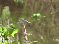 シオカラトンボ　♂ 水辺の枝に止まる