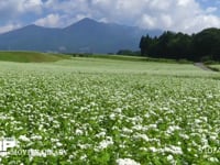 ソバ畑と八ヶ岳 