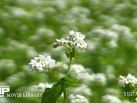 ソバの花 