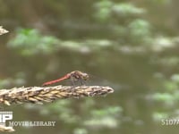 アキアカネ　♂ トウモロコシの穂先に止まり、虫を捕らえに飛びたち戻る