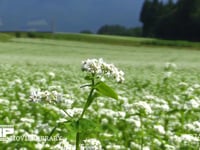 ソバの花 