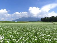 ソバ畑と八ヶ岳 