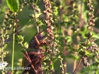 キリギリス　♀ 草の実を食べる