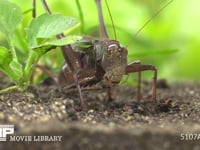 キリギリス　♀ 脚の掃除