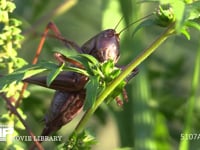 キリギリス　♀ 草の実を食べる
