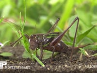 キリギリス　♀ 触角であたりを探る