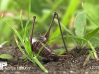 キリギリス　♀ 立ち去る