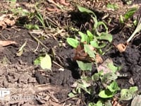 スジボソヤマキチョウ 路上で吸水