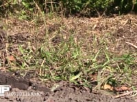 スジボソヤマキチョウ 吸水のため路上を飛ぶ