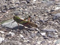 トノサマバッタ　♂ 路上で草を見つけ食べ始める