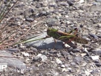 トノサマバッタ　♂ 路上の草を食べる