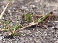 トノサマバッタ　♂ 草を食べる