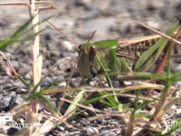 トノサマバッタ　♂ 草を食べる