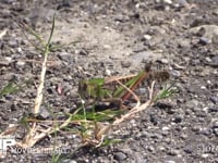 トノサマバッタ　♂ 食事の中休み