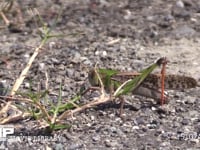 トノサマバッタ　♂ 草を食べる　脱糞