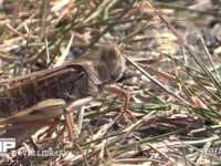 トノサマバッタ　♂　褐色型　横顔 