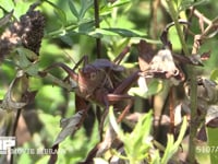 キリギリス　♂ 草むらで鳴く