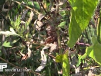 キリギリス　♂ 草むらで鳴く