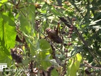 キリギリス　♂ 草むらで鳴く