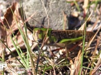 トノサマバッタ　♂ 草むらに隠れる