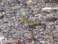 トノサマバッタ 河川敷の路上で日光浴　♀が近くにくるのを待つ