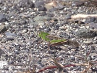 トノサマバッタ 河川敷の路上で日光浴　遠くからでは目立たない　♀が近くにくるのを待つ