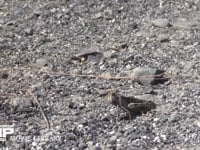 トノサマバッタ 褐色型　河川敷の路上で日光浴　♀が近くにくるのを待つ