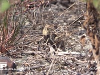 トノサマバッタ 河川敷の枯れ草に隠れる褐色型