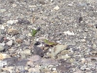 トノサマバッタ 河川敷で日光浴　♀が近くにくるのを待つ　離れると目立たない