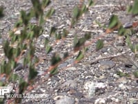 トノサマバッタ 褐色型　河川敷の路上で日光浴　♀が近づくのを待つ　草越しでは目立たない　飛びたつ