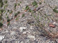 トノサマバッタ 褐色型　河川敷の路上で日光浴　♀が近づくのを待つ　草越しでは目立たない