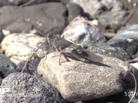 カワラバッタ 河川敷の石上で日光浴　♀が近くにくるのを待つ