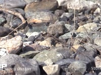 カワラバッタ 河川敷の石上を♀を探して歩く　保護色