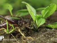 キリギリス 葉を食べる